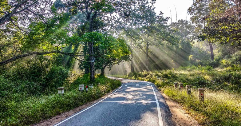 1bandipur-1 1bandipur-1