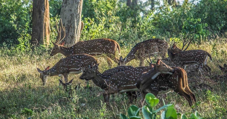 2bandipur2-1 2bandipur2-1