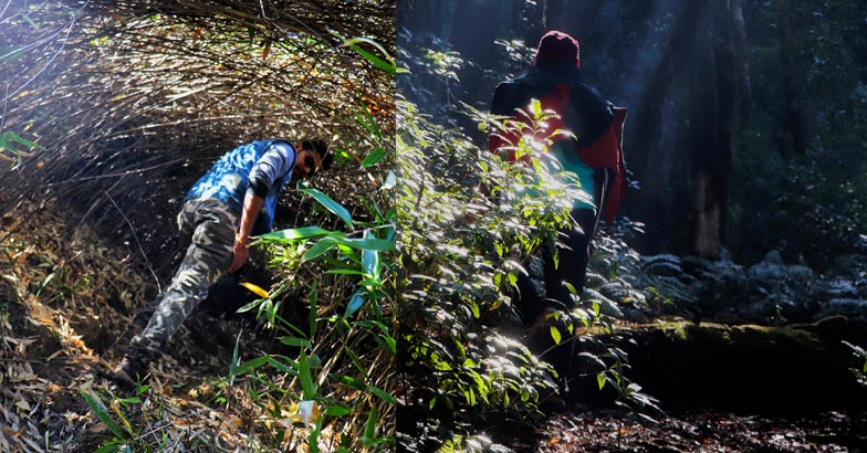 nagaland3 nagaland3