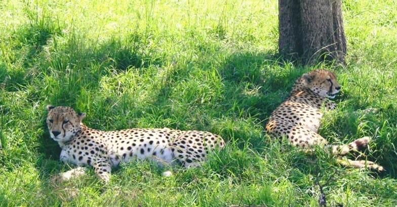 masai-mara2 masai-mara2
