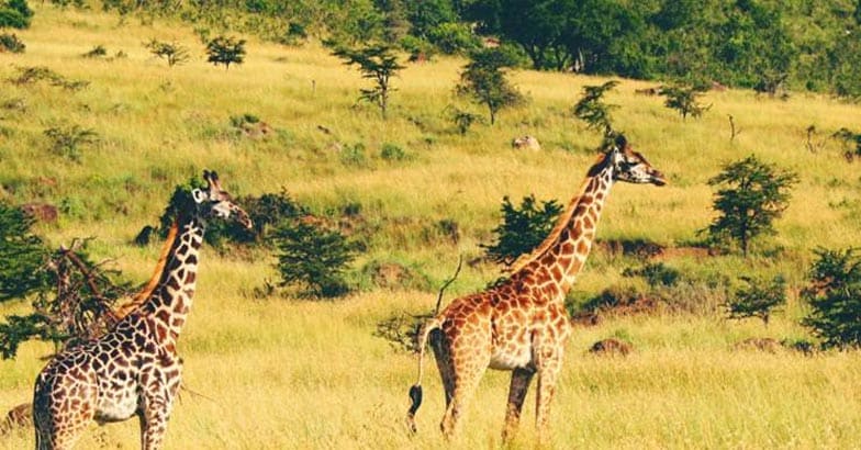masai-mara4 masai-mara4