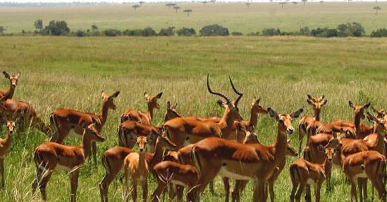 masai-mara6 masai-mara6