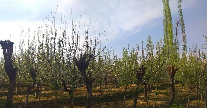 Pahalgam14 Pahalgam14