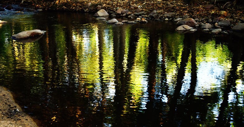 _chinnarDSC5695 _chinnarDSC5695