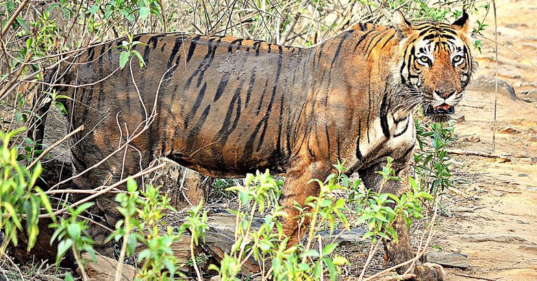 Sariska,_Rajasthan1 Sariska,_Rajasthan1