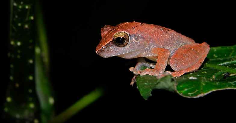 2Amboli-bush-frog 2Amboli-bush-frog