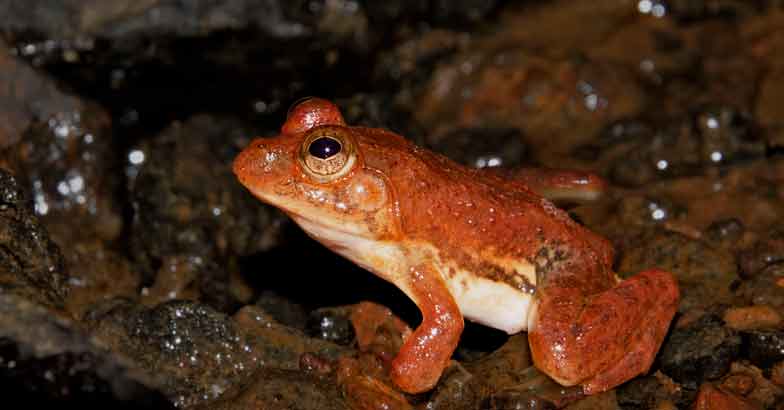 6Common-skittering-frog 6Common-skittering-frog