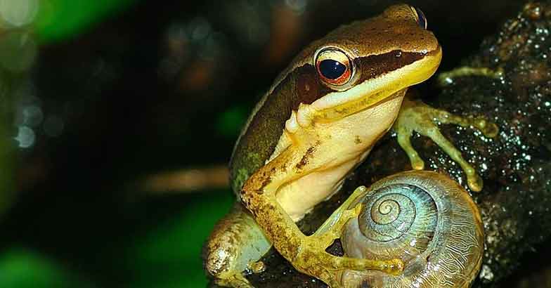 7Golden-frog 7Golden-frog