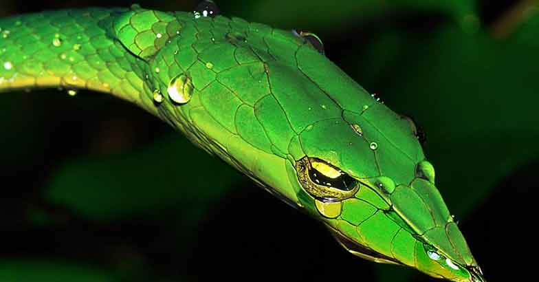 9Green-Vine-with-rain-drop 9Green-Vine-with-rain-drop