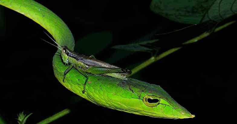 9Green-vine-snake-with-grasshopper 9Green-vine-snake-with-grasshopper