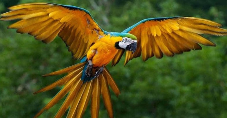 Amazon_macaw1 Amazon_macaw1