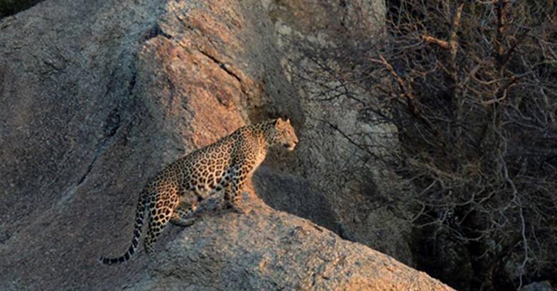 Jawai-Hillsnew7 Jawai-Hillsnew7