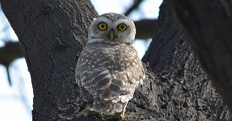 birds-santuary-Spotted-owlet6 birds-santuary-Spotted-owlet6