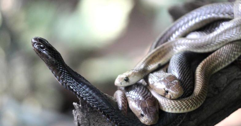 1Katraj-Snake-Park,-Pune 1Katraj-Snake-Park,-Pune