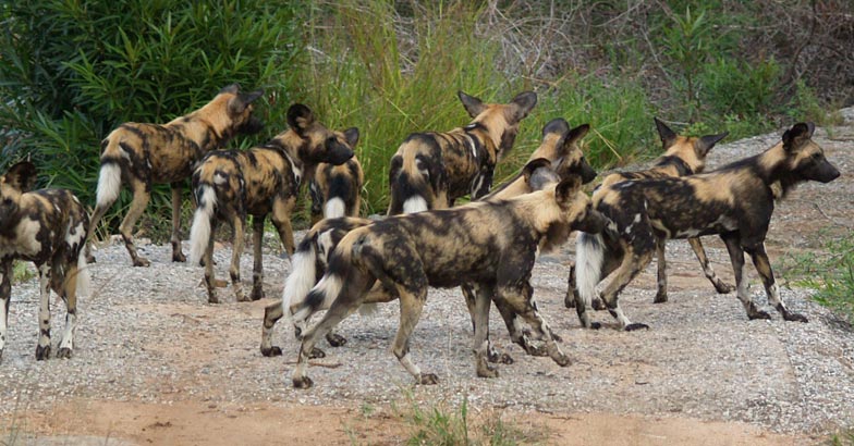 kWild_Dog6 kWild_Dog6