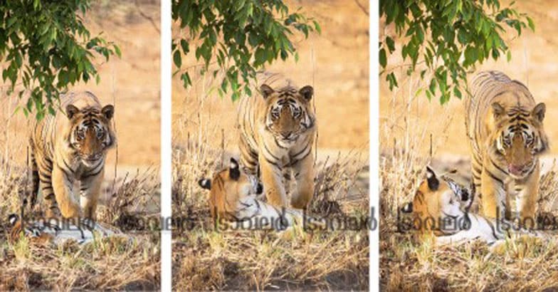 Wildlife-Photography Wildlife-Photography