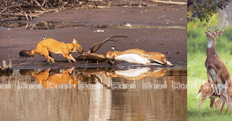 Wildlife-Photography4 Wildlife-Photography4