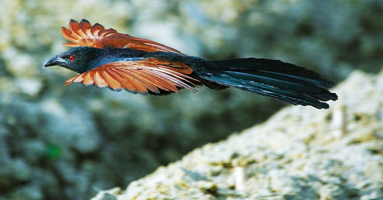 wild-safari--Crow-pheasant-Smitha wild-safari--Crow-pheasant-Smitha
