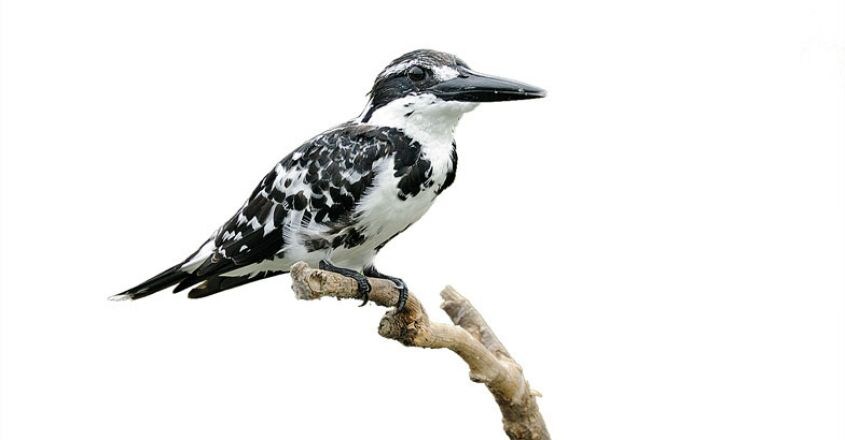 wild-safari--Pied-Kingfisher-Smitha wild-safari--Pied-Kingfisher-Smitha