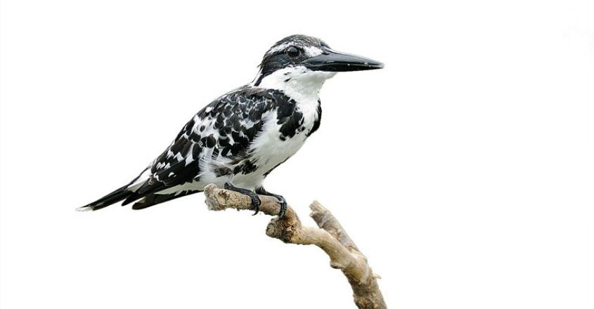 wild-safari--Pied-Kingfisher-Smitha