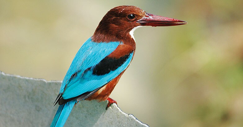 wild-safari--whitebreasted-kingfisher-Smitha_1 wild-safari--whitebreasted-kingfisher-Smitha_1