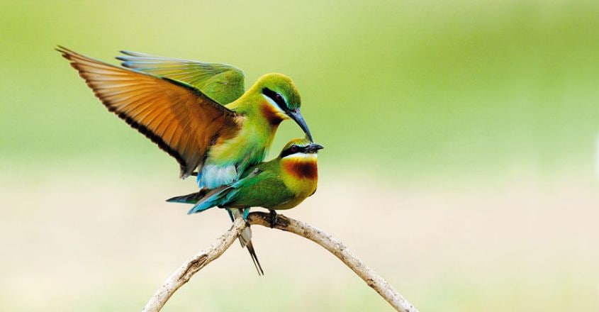 wild-safari-Blue-tailed-Bee-eaters-mating-Smitha