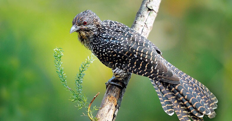 wild-safari-Femmale-koel-Smitha wild-safari-Femmale-koel-Smitha