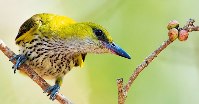 wild-safari-Golden-Oriole-Female-Smitha wild-safari-Golden-Oriole-Female-Smitha