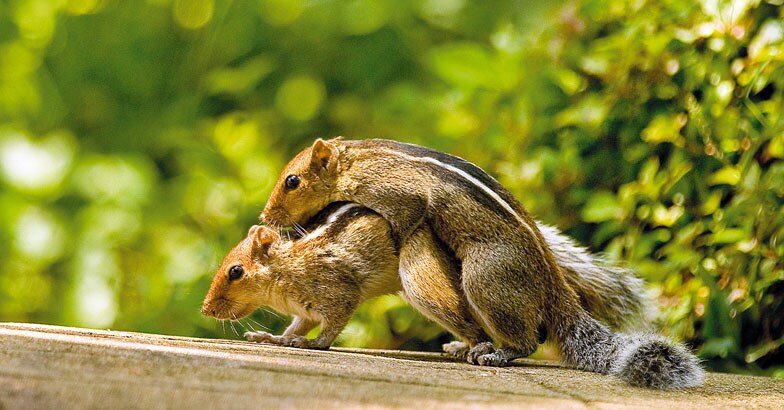 wild-safari-Mating-squirrels-Smitha wild-safari-Mating-squirrels-Smitha