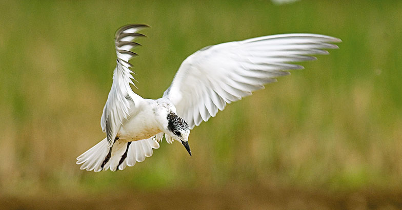 wild-safari-Tern-Smitha wild-safari-Tern-Smitha