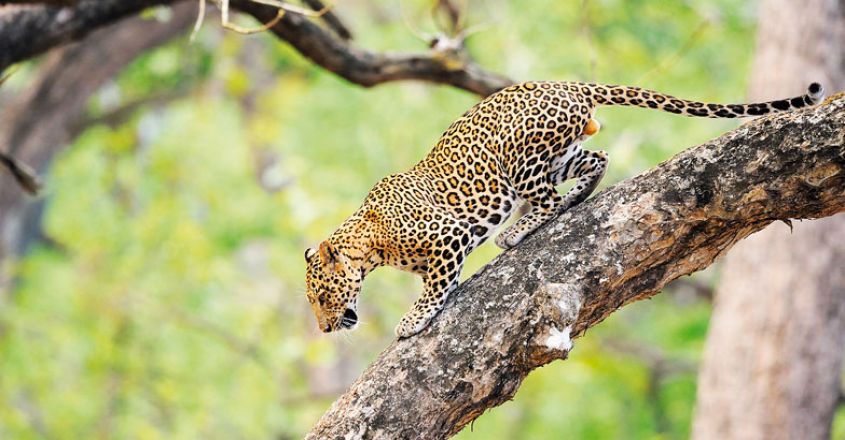 wild-safari-leopard-kabini-Anil