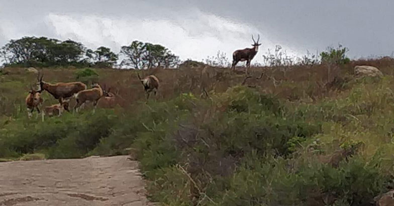 south-africa-trip10 south-africa-trip10