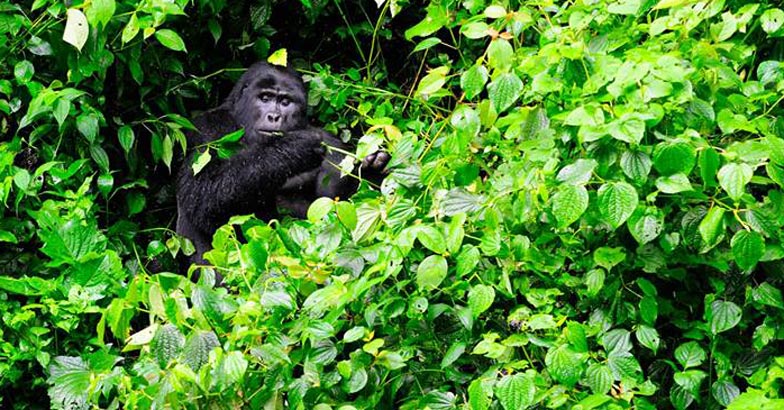 5gorilla10 5gorilla10