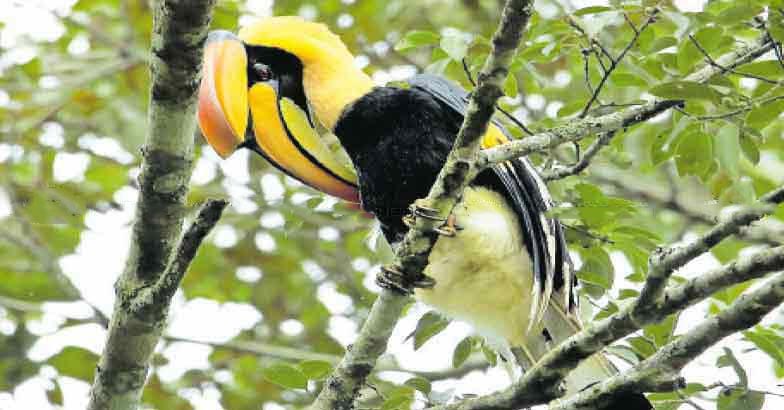 2palakkad-bird.jpg.image.784.410 2palakkad-bird.jpg.image.784.410