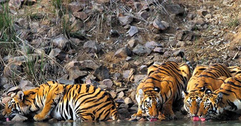 wild-life1 wild-life1