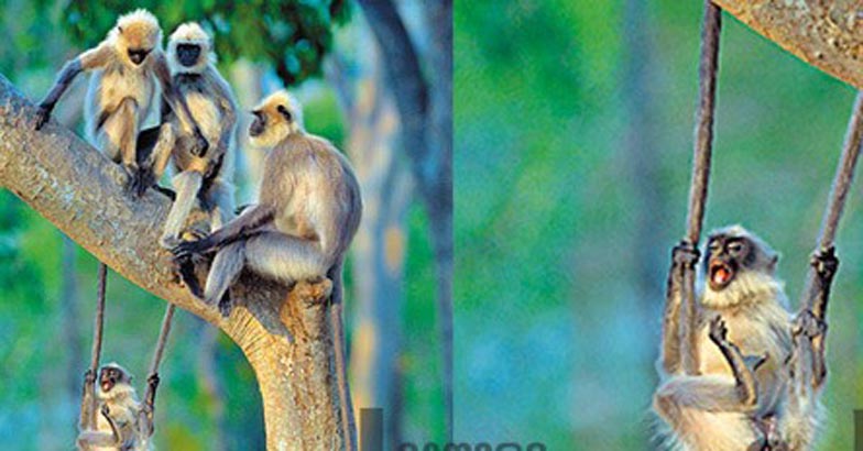 wild-life3 wild-life3