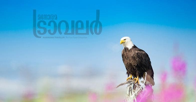 wild-life8 wild-life8