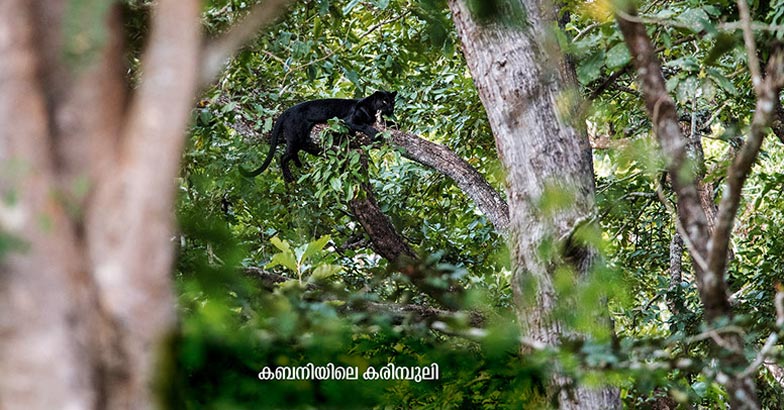 Wildlife-photography Wildlife-photography
