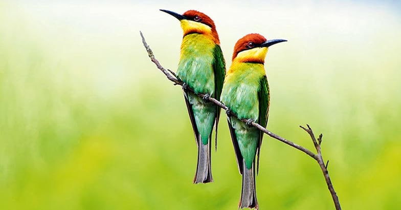 Chestnut-headed bee-eater, bay-headed bee-eater, Merops leschena Chestnut-headed bee-eater, bay-headed bee-eater, Merops leschena