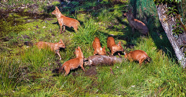 wildlife-story13 wildlife-story13