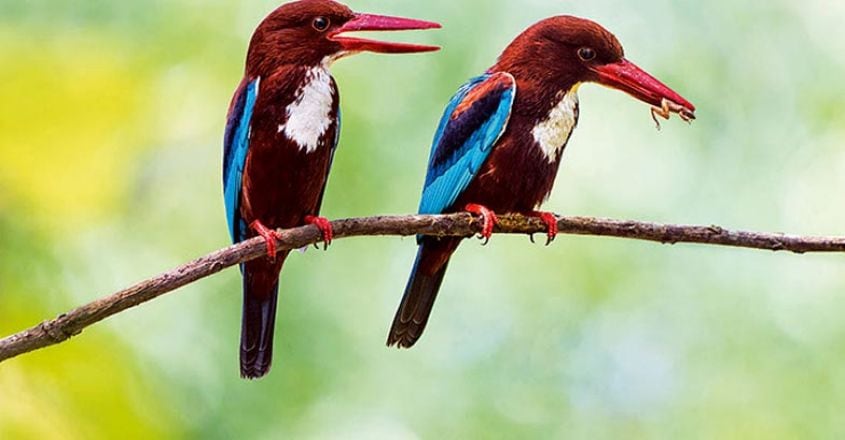 White Throated Kingfisher pair with prey, Halcyon smyrnensis, wh