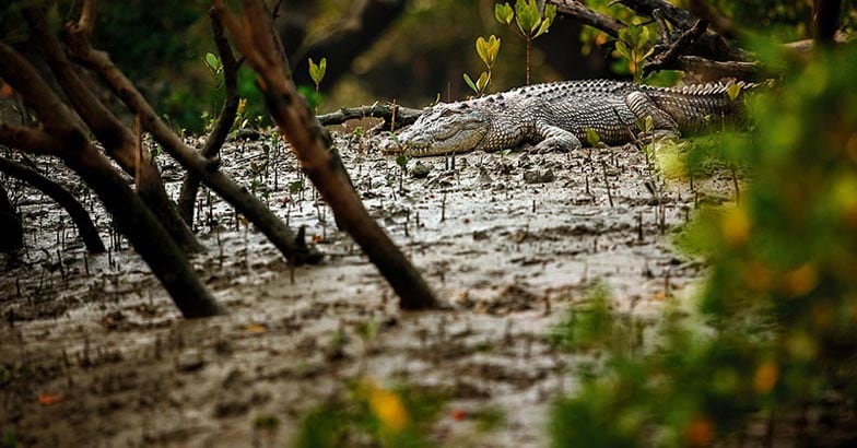 Sundarban5 Sundarban5