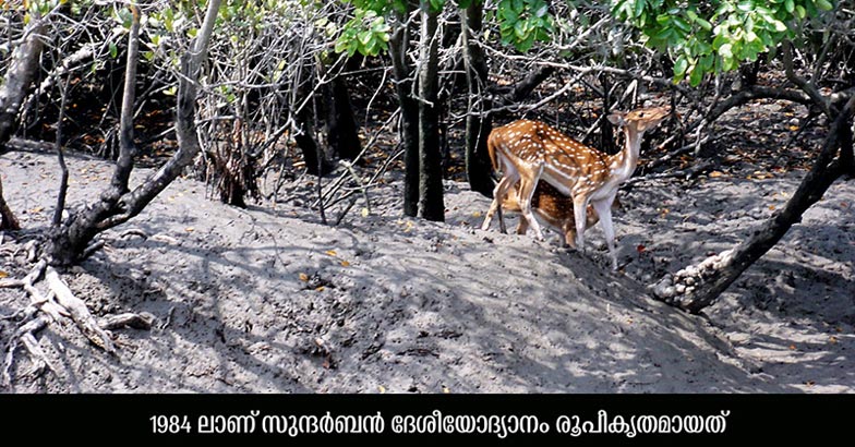 Sundarbans-National-Park Sundarbans-National-Park