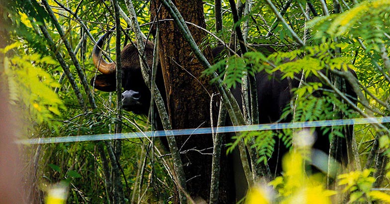 jungile-safari1 jungile-safari1