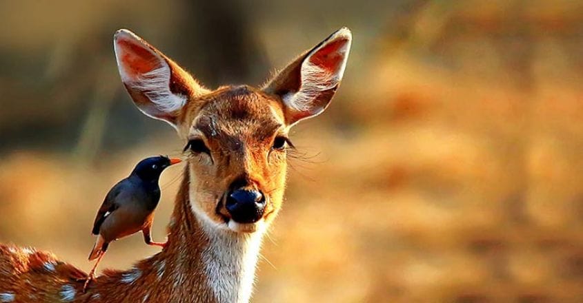 wildlife-spotted-deer---bandipur-copy wildlife-spotted-deer---bandipur-copy