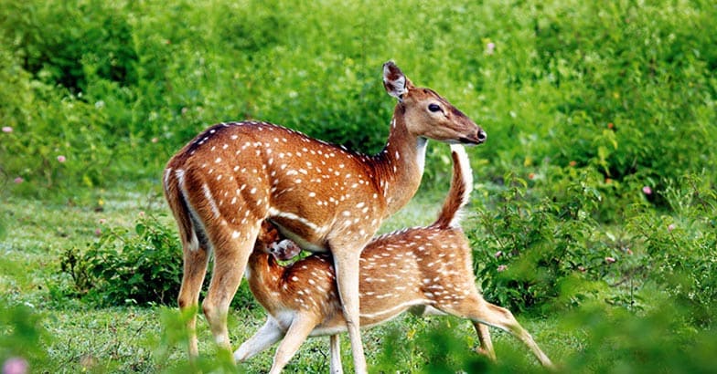 wildlife1 wildlife1