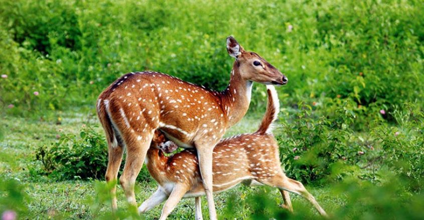 wildlife1 wildlife1