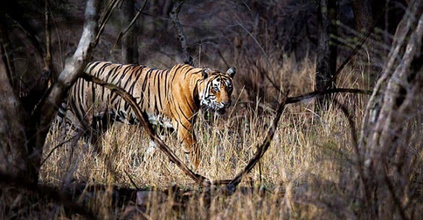 wildlife4 wildlife4