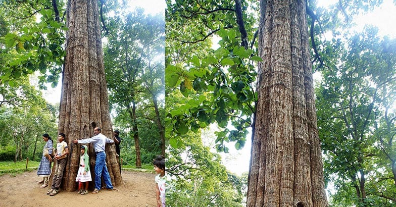parambikulam-3 parambikulam-3