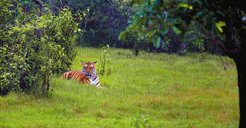 wild-trip3 wild-trip3
